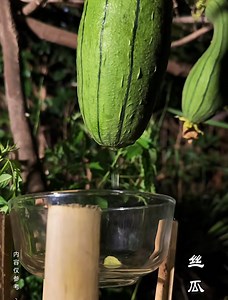 លោកអើយទើបតែដឹងថានៅក្នុងននោងមានទឹកដែលអាចបរិភោគបាននិងមានសារធាតុចិញ្ចឹមខ្ពស់ | FTT Review