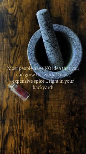 48K views · 244 reactions | Most people don’t realize saffron corms (Crocus sativus) only ship once a year. Once they’re gone, you’ll have to wait until NEXT YEAR to start your saffron garden.• One flower = $$$ saffron threads.• We’re shipping NOW in the order they were placed.• Zones 4–10 can grow it!Don’t be the one wishing you had ordered when everyone else is harvesting.Tap the link in bio and grab your corms before they sell out! | Shesrootedhomesaffron | Facebook