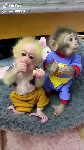 Mariza Rabbit's Funny Monkey Moments Compilation