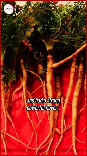 Project Nightfall on TikTok