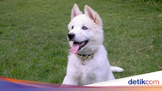 5 Arti Anjing Menggonggong Tengah Malam, Benarkah Pertanda Mistis?