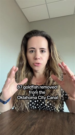 DON'T RELEASE GOLDFISH INTO THE WILD PLS . . . #oklahoma #goldfish #dontletitloose #goldfish #bricktown