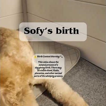 Sofy’s Birth Story | Our Mama Dog Welcomes her Beautiful Puppies