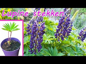 Propagating lupines from cuttings – how to grow a big plant from just one cutting