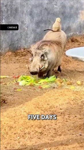 Real-Life Lion King Duo: Dubai Zoo’s Timon & Pumbaa Hit 20M Views