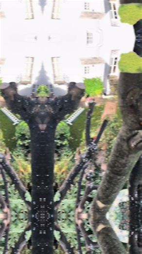 Pollarding sycamores 🌳✂️ Keeps them smaller, lighter & safer. No storm-snapped branches, no lost garden light. That iconic London street look? All thanks to years of pollarding. 💪✨ #TidyTreesLondon #TreeSurgery #Pollarding #SycamoreTree #TreeCare