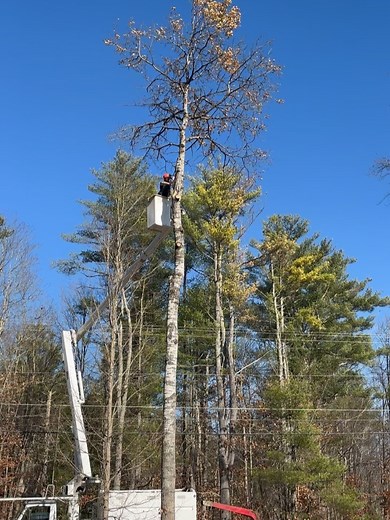 The Tree Fellas of Maine on Reels
