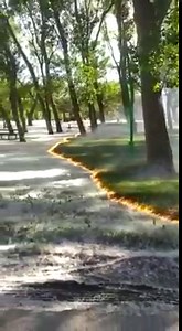 Controlled burning of tree pollen in Spain | II M O L e c U L E II