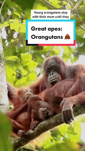 Understanding Orangutans: Nature's Wisdom