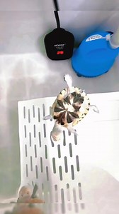 1515. A cute little turtle🐢🐢🥰🥰😊😊#turtle #🐢 #cute #turtles #pet #reptile #tu #turtle #cute #turtles #petfriendly | TurtleNest Diaries