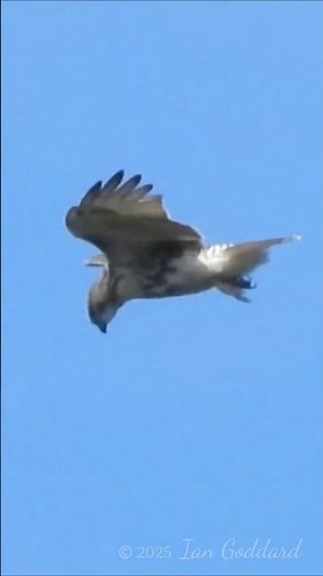 Red-tail hawk windhovers and dives #nature #birds #hawk