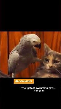 The Best Birds in the World | Amazing & Beautiful Birds You Must See