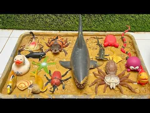 Marine Animals and Little Insects Ocean Adventure and Bug Facts for Curious Kids