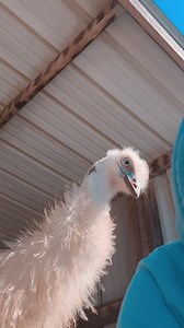 757 reactions · 59 comments | Life with Emu's. #emu #farm #farmlife #animals #homestead #fyp #hiddenheightsfarm | Hidden Heights Farm | Facebook