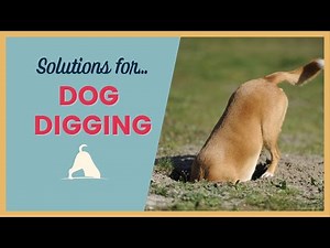 Solutions For Dog Digging Holes