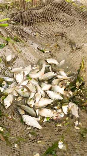 Traditional Surrounding Net Fishing | Puthi Fish Catch #NetFishing #PuthiFishing #FreshWaterFish