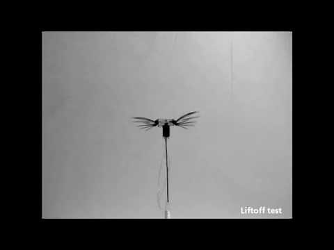 Beete-micking flapping wing system: Design, fabrication, and test