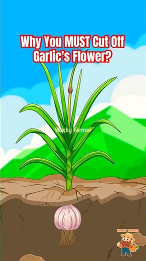Why You MUST Cut Off Your Garlic's Flower? #garlic #animation