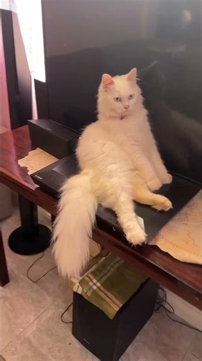 Sitting pretty