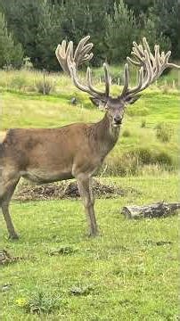 New Zealand Red Stag