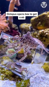 Tiny octopus solves its first puzzle