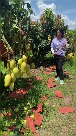 Harvesting and Preparing Juicy Mangoes Step by Step