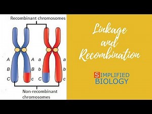 Linkage, Crossover and Recombination Video Lecture | Biology Class 12 - NEET
