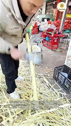 The Sweetest Job: Manual Sugarcane Stripping Technique
