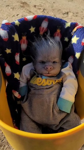 Waylon goes to the park 🐺 #DoritosTriangleTryout #wild #park #park fun #picnic #babyboy #fyppppppppppppppppppppppp #fypシ #fyp #babiesoftiktok #hairybaby #hairy #whatisthat #youtube #trending #popular #goodday #afternoon #art #spooky #baby #animalsoftiktok #babiesoftiktok #blueeyes #cool #dolls #rebornbaby #reborn #fake #horrorfans #tiktok #wild #wildanimals #wildlife #werewolf #wolves #werewolves #wolf #puppy #pup #monster #cute #funny #adorable #Fun #scary