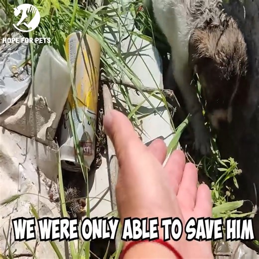 1.4M views · 10K reactions | Abandoned Puppy was Thrown in the Dumpster and Struggling to Survive Until This Happened | Soul Divine | Facebook