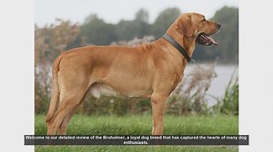 Broholmer Dog Breed Review: Pros and Cons of Owning a Broholmer