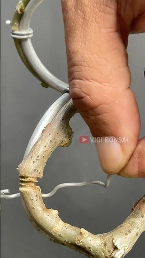 How to Shape a Bonsai Tree