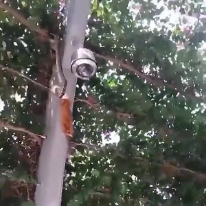 13K views · 77 reactions | The times when python attack animal Hunts Caught on Camera | Lovely | Facebook