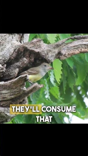 Diet insects and fruits #shorts