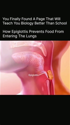 Explaining Biology on Instagram: "Epiglottis prevents food from entering the lungs by acting like a protective flap. When you swallow, it automatically closes over the windpipe so food and liquids move into the esophagus instead of the lungs. Once swallowing is done, it opens again for breathing. The epiglottis is your body’s tiny safety gate. When you swallow, it flips down to cover the airway, blocking food from entering the lungs and pushing everything toward the food pipe. This simple move p