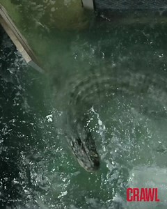 150K views | Universal Pictures on Reels | Facebook