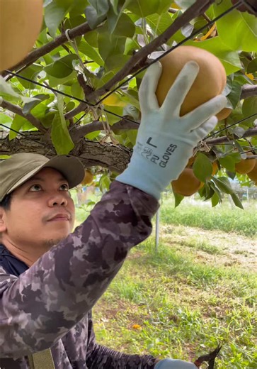 Discovering Nashi Pears: A Fruit Picker's Journey in Japan