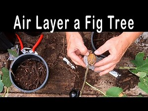 Air Layer A Fig Tree