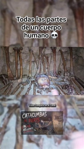 Todas las partes de un cuerpo Humano💀