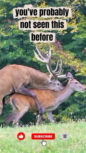 THE DEER MATING Ritual #shorts