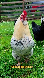 Tamara, Tamera! You take Frankie’s breath away .. Come say hello 😃 #tamara #tamera #tamarama #tamra #tami #tammy #tammi #tammie #chickens #rooster #memesdaily #funnyanimals #comedy #chickensofinstagram #chickenhappyhour Audio: @borariechorar 🥳 | Chicken Happy Hour