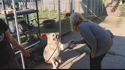 Indianapolis woman starts German shepherd rescue