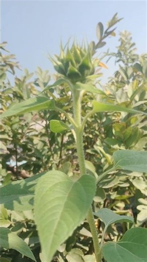Sunflower 🌻 flower Buds||Sunflower 🌻 flower Buds