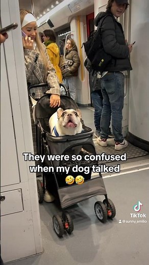 I guess it's the first time the see a dog talking 😂 #dog #frenchbulldog #funny #viral #frenchie