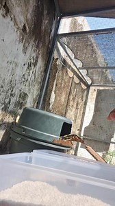 CumiSumba cb Heru hermawan x PH coral black axanthc Gorman line 💞 | Abid Muhammad Arfas