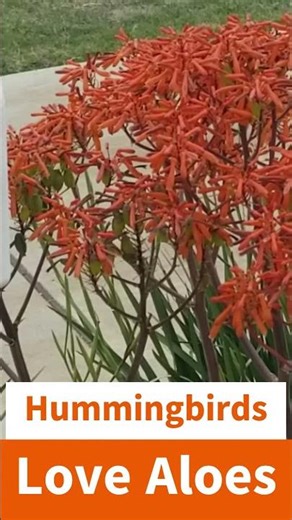 Hummingbirds Love Aloe Flowers! Bright Blooms They Can’t Resist 🌺🕊️