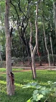 Light bands in shadows #sciencefacts #diffraction