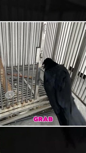 This Crow Solved Every Puzzle #shorts