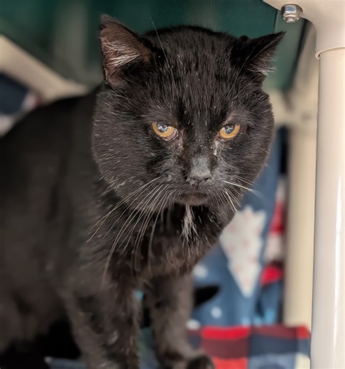 Lost & Found Pets of Jefferson County (WI) | Looking for owner | Facebook