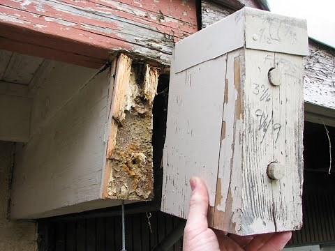 Dry Rot Repair of Roof Beams